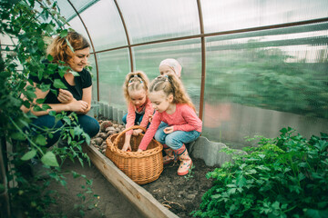 Mother crouching near daughters harvesting vegetables in greenhouse