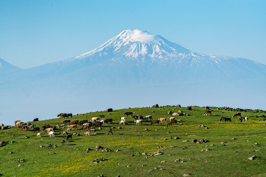 View of Mount Ararat with cattle in foreground, Ohanavan in the Aragatsotn Province of Armenia.