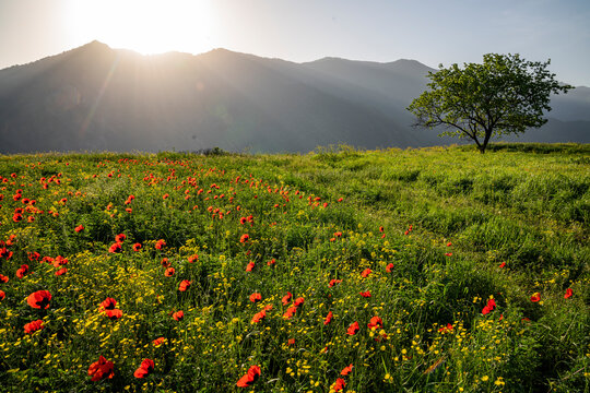 Fototapeta View of a countryside landscape at sunset in spring with flowers blooming in Aragatsotn Province of Armenia.