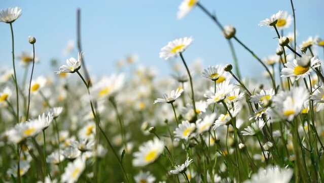 Chamomile. White daisy flowers in a field of green grass sway in the wind at sunset. Chamomile flowers field with green grass against blue sky. Close up slow motion. Nature, flowers, spring, biology