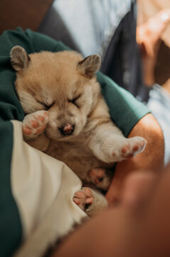 Mixed breed puppy sleeping in arms of man