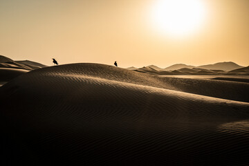 View of sand dunes and crows in the Rub-al Khali desert in Oman.