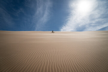 View of a single bush on a star dune in the Rub-al Khali desert in Oman.