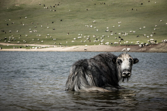 View of a yak next to the Tsagaan lake in north of Mongolia.