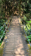 Fototapeta premium path in the forest