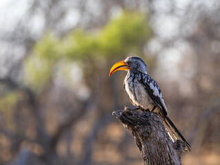 Hornvogel