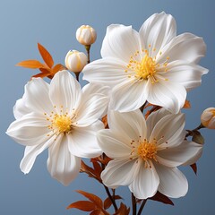 Obraz na płótnie Canvas White Flower With Yellow It Is Shown,Hd, On White Background
