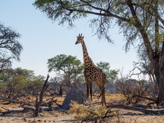 Obraz premium Giraffe