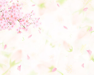 Fototapeta na wymiar 薄いピンク色の桜の花と花びら舞い散るクローズアップ背景素材イラスト