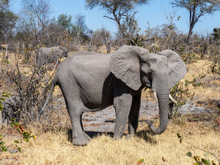 Elefant