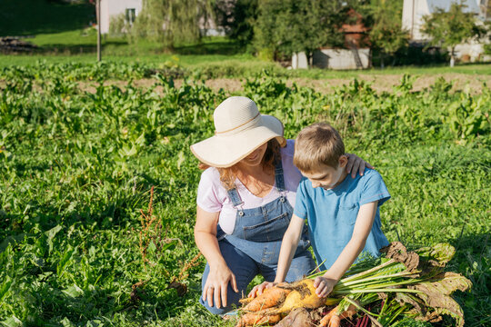 Mother with son harvesting carrots in vegetable garden on sunny day