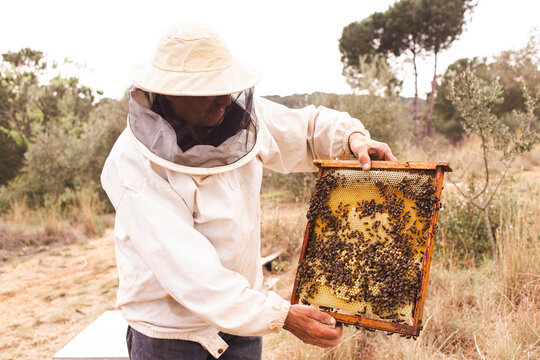 Beekeeper wearing protective suit holding hive frame with honeybees in apiary