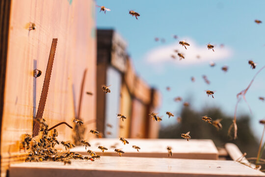 Honey bees flying near wooden beehive in apiary