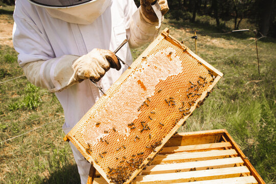 Beekeeper wearing protective workwear working with hive frame in apiary