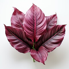 Calathea Leaf From Indoor, Hd , On White Background 