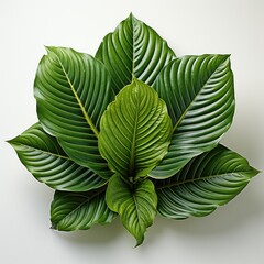 Calathea Leaf From Indoor, Hd , On White Background 