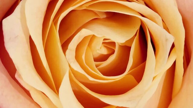 Beautiful pink rose rotating on white background. Macro shot, closeup. Blooming pink rose flower open. Holiday backdrop, Valentine's Day concept. High quality 4k footage