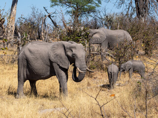 Fototapeta premium Elefant