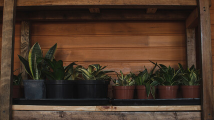 flowers on the window