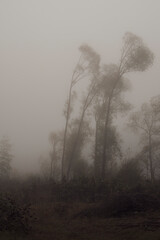 fog in the forest
