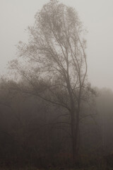 tree in fog