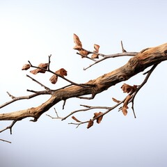 Fototapeta premium Dry Thin Plant Branch, Hd , On White Background 