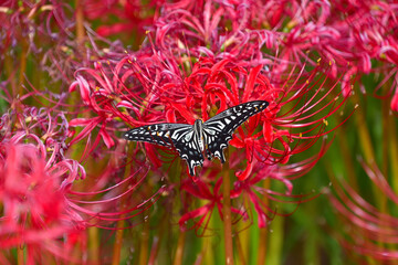 ヒガンバナの花にとまったナミアゲハ