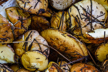 Heap of the recently collected suillus mushrooms. Natural background
