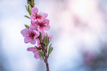 Ethereal Spring Blooms: Capturing Cherry Blossoms in Pink Splendor