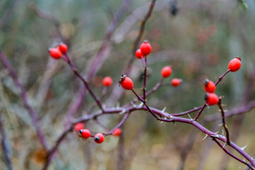 Ripe fruits on branches of the dog rose bush