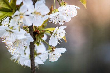 In the Glow of Spring: Cherry Blossoms Bloom at Dusk