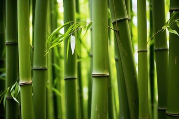 detail of a thick stand of bamboo stalks