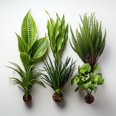 Four Plants , Hd , On White Background 