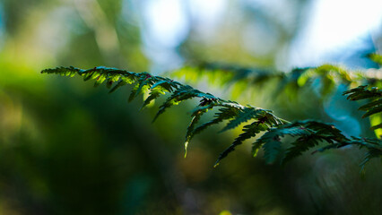 Macro de grandes feuilles de fougère sauvages, d'un vert intense, dans la forêt des Landes de Gascogne, pendant le crépuscule