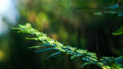 Macro de grandes feuilles de fougère sauvages, d'un vert intense, dans la forêt des Landes de...