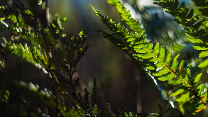 Macro de grandes feuilles de fougère sauvages, d'un vert intense, dans la forêt des Landes de...