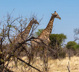 Giraffe