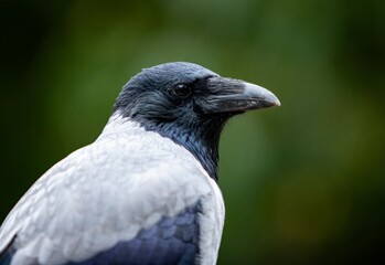 portrait of a crow