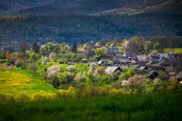 Fototapeta na wymiar Meadow Magic: Spring Blossoms in a Rural Setting