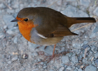 Robin