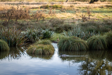 Paysage de zones humides