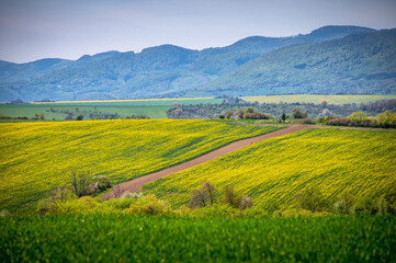 A Colorful Springtime Scene in the Agricultural Landscape. Radiant Spring Bloom: Rapeseed and Wheat Fields Flourish under Blue Skies in a Rural Agricultural Landscape
