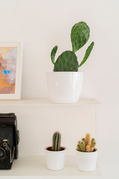 Various potted cactus plants placed on shelves near photo frame with picture and vintage film camera against white wall in light office