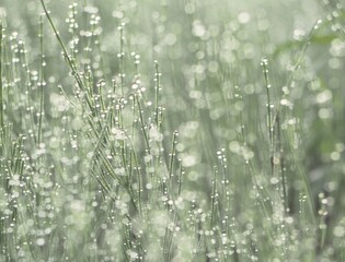 朝露のおりた草むら　スギナ