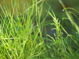 朝露のおりた草むら　スギナ