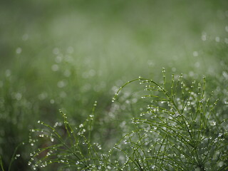 朝露のおりた草むら　スギナ