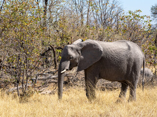Fototapeta premium Elefant