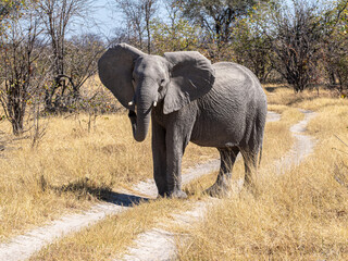 Obraz premium Elefant