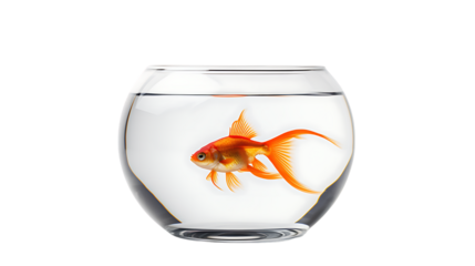 Goldfish in Bowl Isolated on Transparent or White Background, PNG
