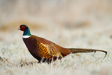 Common pheasant Phasianus colchius Ring-necked pheasant in natural habitat, grassland in early winter